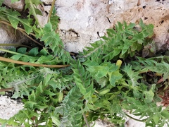 Hyoseris radiata