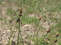Carex stenophylla