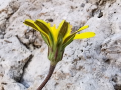 Hyoseris radiata