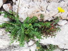 Hyoseris radiata