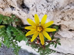 Hyoseris radiata