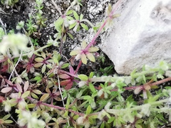 Galium murale