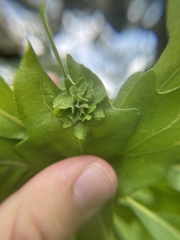 Andricus foliaformis