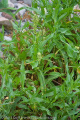 Rumex transitorius