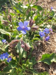 Anchusa azurea