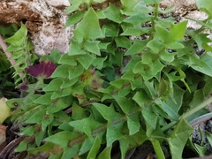Hyoseris radiata