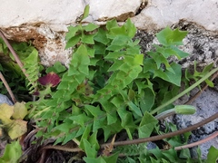 Hyoseris radiata