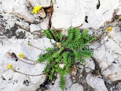 Hyoseris radiata