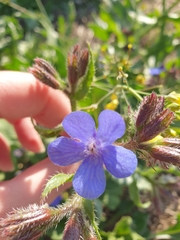 Anchusa azurea