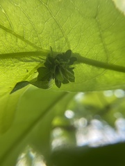 Andricus foliaformis