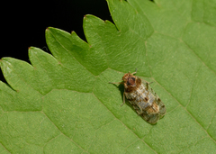 Tachycixius pilosus