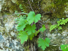 Heuchera richardsonii