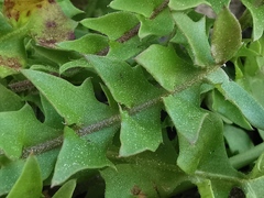 Hyoseris radiata