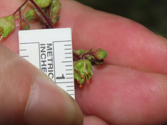 Heuchera richardsonii
