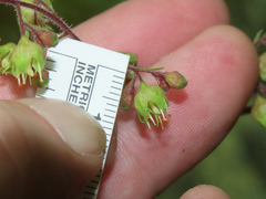 Heuchera richardsonii