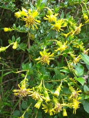 Monticalia arbutifolia