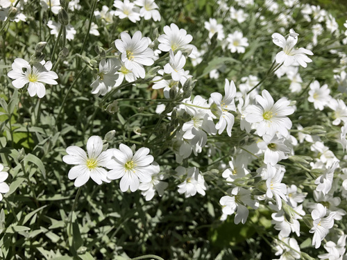 Snow in summer (Cerastium tomentosum)