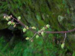 Heuchera richardsonii