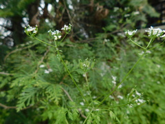 Anthriscus cerefolium