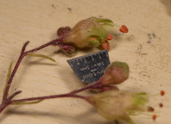 Heuchera richardsonii