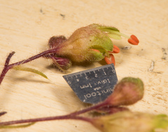 Heuchera richardsonii