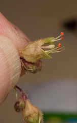Heuchera richardsonii