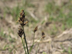 Carex stenophylla