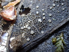 Fuscolachnum misellum