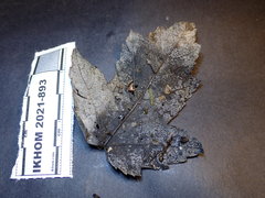 Fuscolachnum misellum