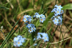 Myosotis