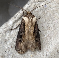 Agrotis volubilis
