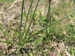 Carex stenophylla