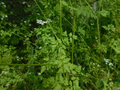 Anthriscus cerefolium