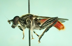 Xylota bicolor