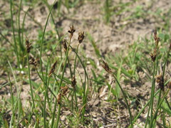 Carex stenophylla