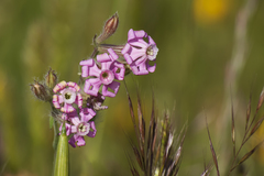Silene bellidifolia