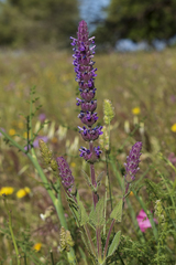 Nepeta tuberosa