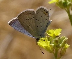 Cupido amyntula