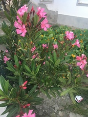 Nerium oleander