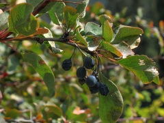 Berberis sphaerocarpa