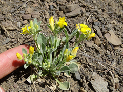 Physaria occidentalis