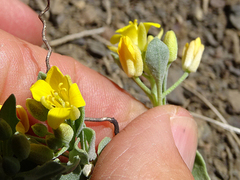 Physaria occidentalis