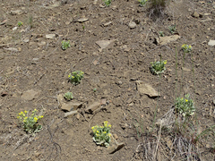 Physaria occidentalis