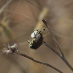 Heterocnemis graeca