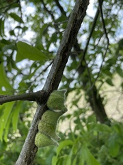 Callirhytis quercusventricosa