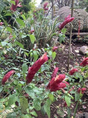 Justicia brandegeeana observed 2021-05-23