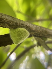 Callirhytis quercusventricosa