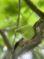 Callirhytis quercusventricosa