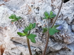 Campanula erinus