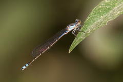 Enallagma novaehispaniae